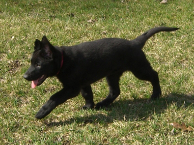 ceridwen zu treuen handen IPO2 RN german shepherd puppy trot